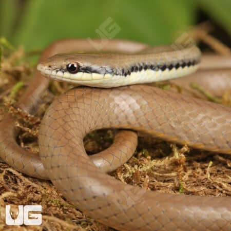 Malayan Ringneck Snakes For Sale - Underground Reptiles