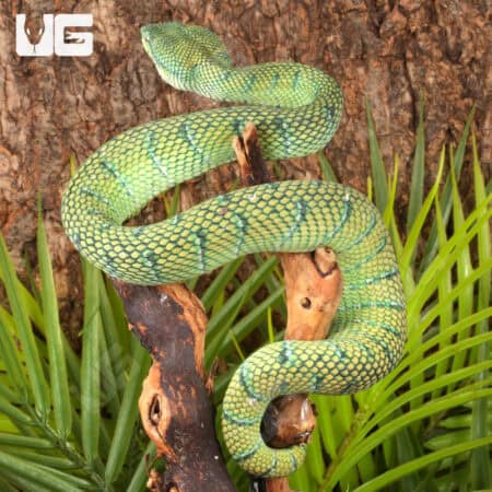 Green and yellow Philippine Temple Pit Viper coiled on a branch.