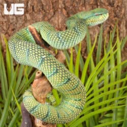 Northern Philippine Temple Pit Viper