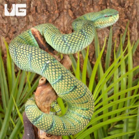 Vibrant green Philippine Temple Pit Viper coiled on branch, showcasing its striking coloration.