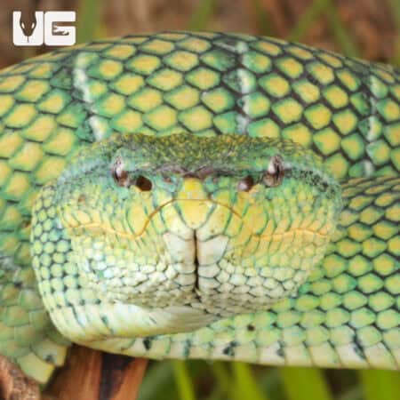 Close-up of a Northern Philippine Temple Pit Viper with vibrant green and yellow scales.
