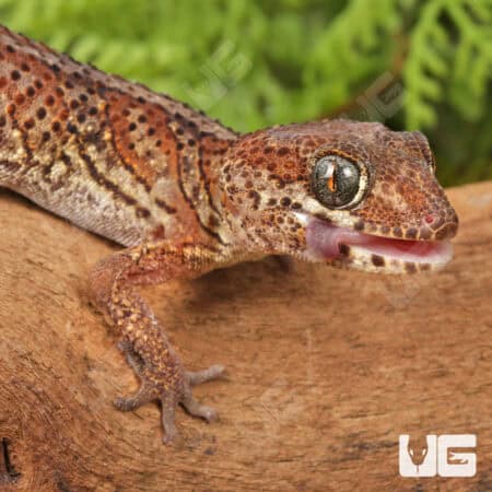 Panther Geckos For Sale - Underground Reptiles