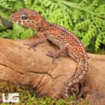 Panther Geckos For Sale - Underground Reptiles