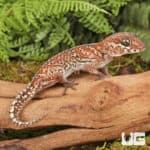 Panther Geckos For Sale - Underground Reptiles