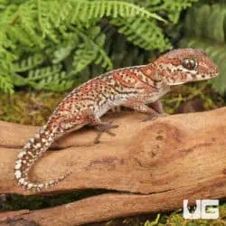 Panther Geckos For Sale - Underground Reptiles
