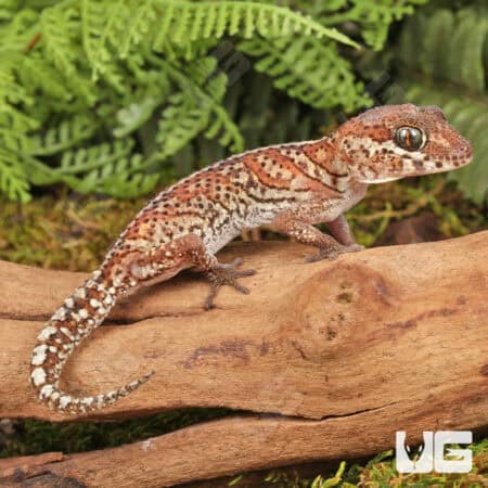 Panther Geckos For Sale - Underground Reptiles