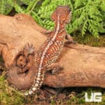Panther Geckos For Sale - Underground Reptiles