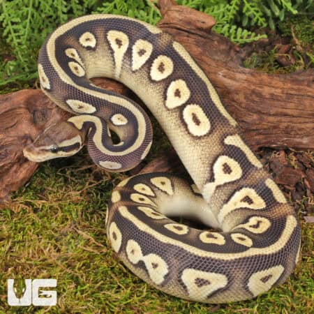 Yearling Pastave Het Tri Stripe Ball Python For Sale - Underground Reptiles
