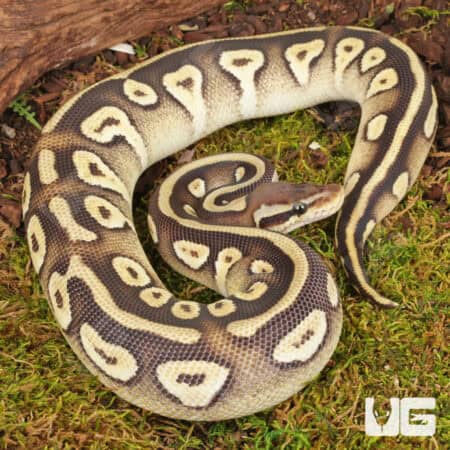 Yearling Pastave Het Tri Stripe Ball Python For Sale - Underground Reptiles