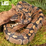 Yearling Female Scaleless Head Het Tri Stripe Ball Python For Sale - Underground Reptiles
