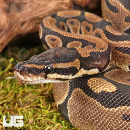 Yearling Female Scaleless Head Het Tri Stripe Ball Python For Sale - Underground Reptiles