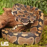 Yearling Female Scaleless Head Het Tri Stripe Ball Python For Sale - Underground Reptiles