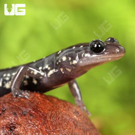 Slimy Salamanders For Sale - Underground Reptiles