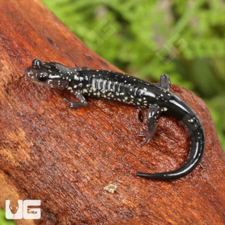 Slimy Salamanders For Sale - Underground Reptiles