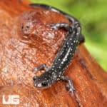 Slimy Salamanders For Sale - Underground Reptiles