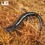 Slimy Salamanders For Sale - Underground Reptiles