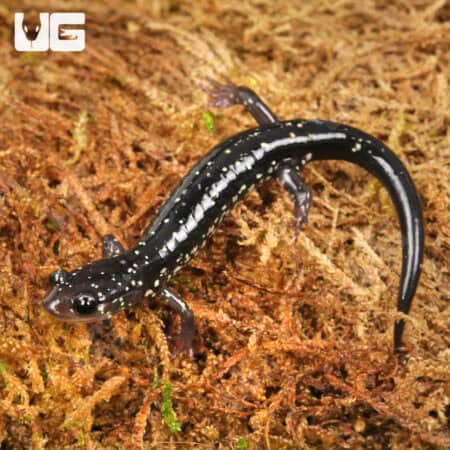 Slimy Salamanders For Sale - Underground Reptiles