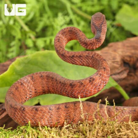Smooth Slug Snake For Sale - Underground Reptiles