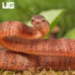 Smooth Slug Snake For Sale - Underground Reptiles