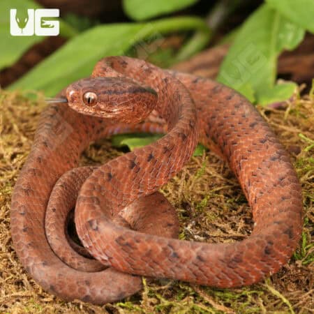 Smooth Slug Snake For Sale - Underground Reptiles