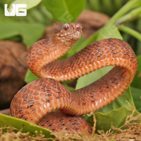 Smooth Slug Snake For Sale - Underground Reptiles