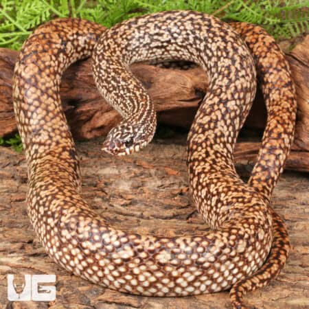 Speckled Hognose Snake For Sale - Underground Reptiles