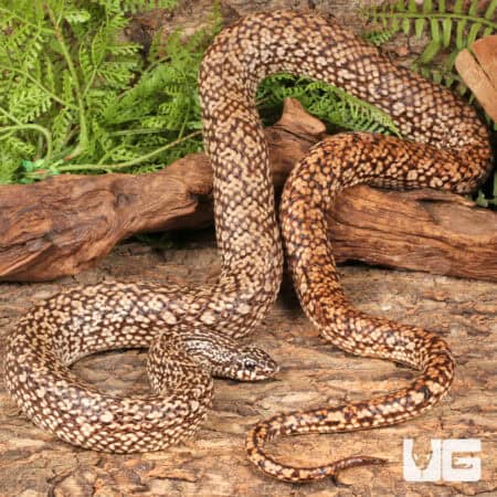 Speckled Hognose Snake For Sale - Underground Reptiles