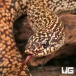 Speckled Hognose Snake For Sale - Underground Reptiles