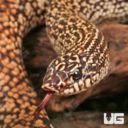 Speckled Hognose Snake For Sale - Underground Reptiles