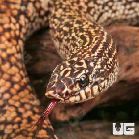 Speckled Hognose Snake For Sale - Underground Reptiles