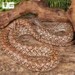 Speckled Hognose Snake For Sale - Underground Reptiles