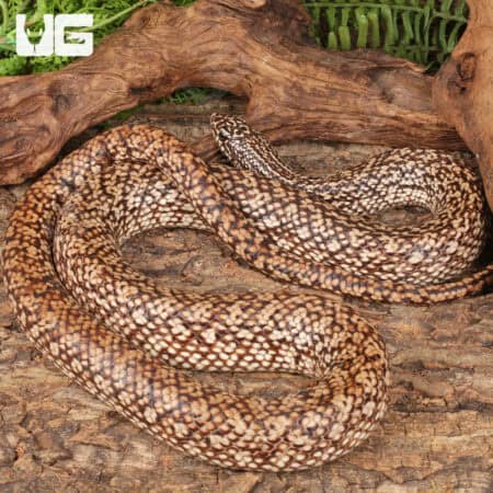 Speckled Hognose Snake For Sale - Underground Reptiles