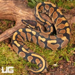 Yearling Male Surge Het Tri Stripe Ball Python For Sale - Underground Reptiles