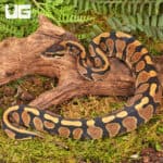Yearling Male Surge Het Tri Stripe Ball Python For Sale - Underground Reptiles