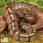 Yearling Male Surge Het Tri Stripe Ball Python For Sale - Underground Reptiles