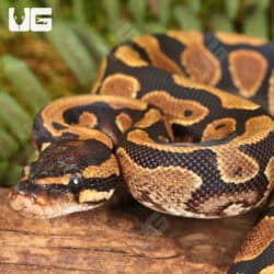 Yearling Male Surge Het Tri Stripe Ball Python For Sale - Underground Reptiles