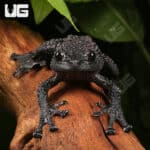 Thorny Mossy Tree Frog (Theloderma ryabovi) For Sale - Underground Reptiles