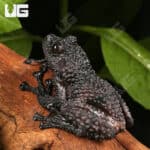 Thorny Mossy Tree Frog (Theloderma ryabovi) For Sale - Underground Reptiles