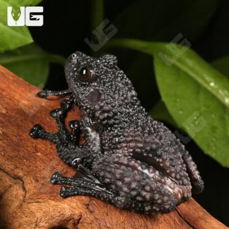 Thorny Mossy Tree Frog (Theloderma ryabovi) For Sale - Underground Reptiles