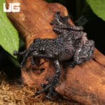 Thorny Mossy Tree Frog (Theloderma ryabovi) For Sale - Underground Reptiles