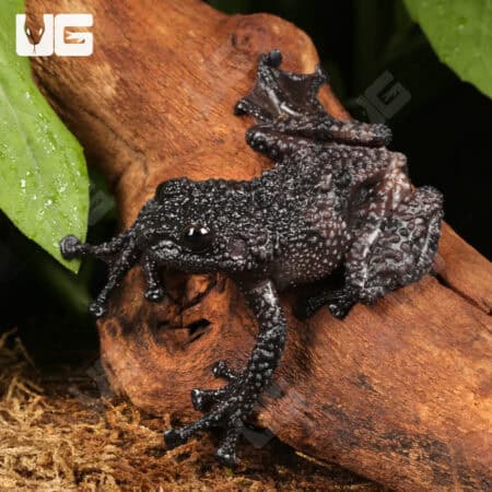 Thorny Mossy Tree Frog (Theloderma ryabovi) For Sale - Underground Reptiles