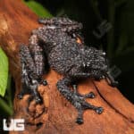 Thorny Mossy Tree Frog (Theloderma ryabovi) For Sale - Underground Reptiles