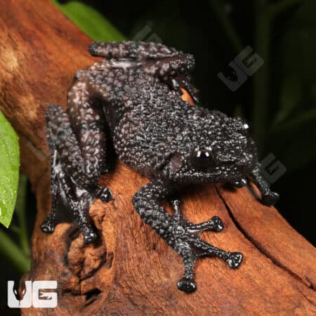 Thorny Mossy Tree Frog (Theloderma ryabovi) For Sale - Underground Reptiles