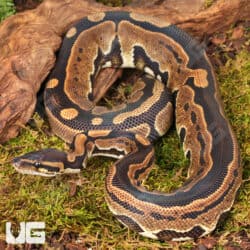 Yearling Tri Stripe Het Hypo Ball Python For Sale - Underground Reptiles