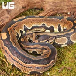 Yearling Tri Stripe Het Hypo Ball Python Ball Python For Sale - Underground Reptiles