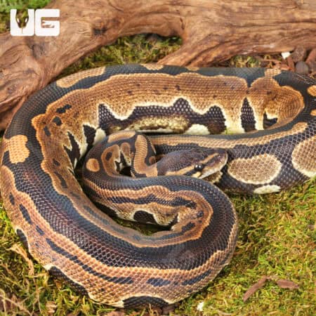 Yearling Tri Stripe Het Hypo Ball Python Ball Python For Sale - Underground Reptiles