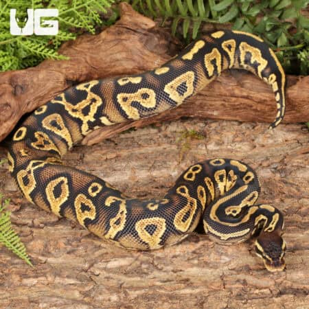Yearling Yellowbelly Pastel Blackhead Ball Python For Sale - Underground Reptiles