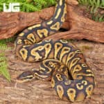 Yearling Yellowbelly Pastel Blackhead Ball Python For Sale - Underground Reptiles