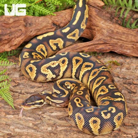 Yearling Yellowbelly Pastel Blackhead Ball Python For Sale - Underground Reptiles