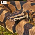 Yearling Male Static Ball Python For Sale - Underground Reptiles